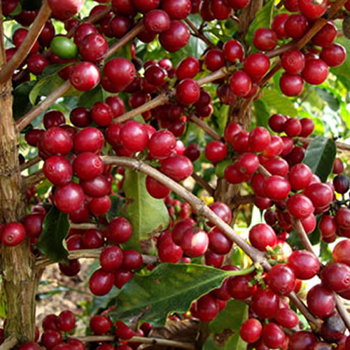 MM Máquilas Agrícolas - Elói Mendes - MG